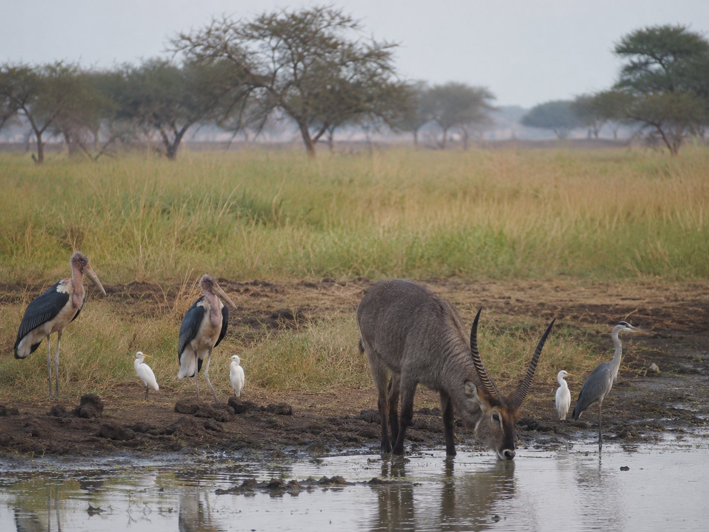 Waterbuck and storks at a Dinder National Park waterhole