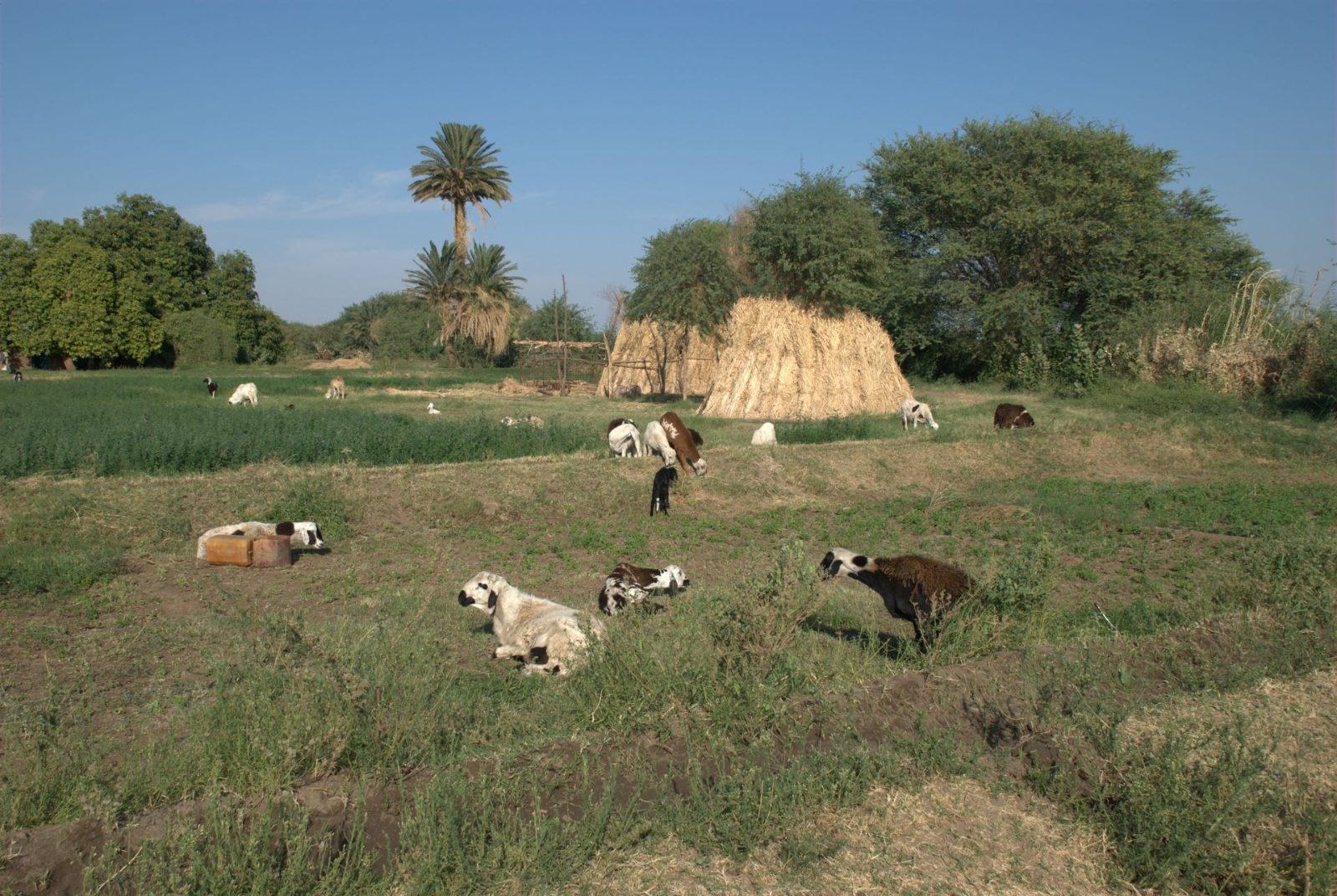 Nubian villages